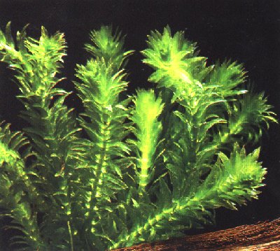 ELODEA SI EGERIA